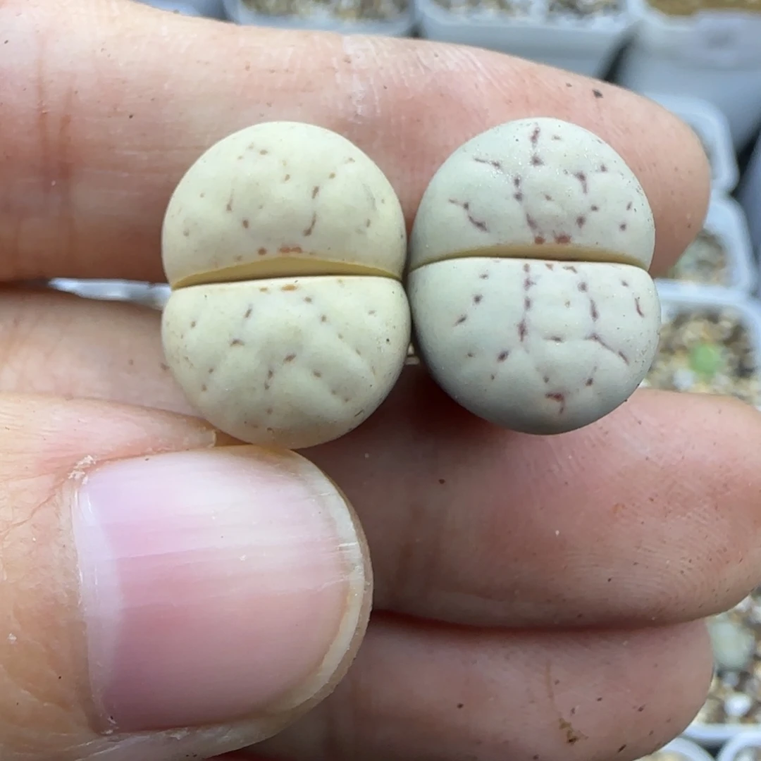 509留蝶清框福利30包邮