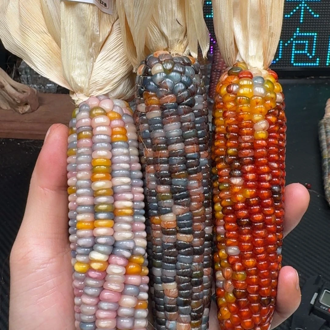 柏香籽/百香籽吊坠水****毛