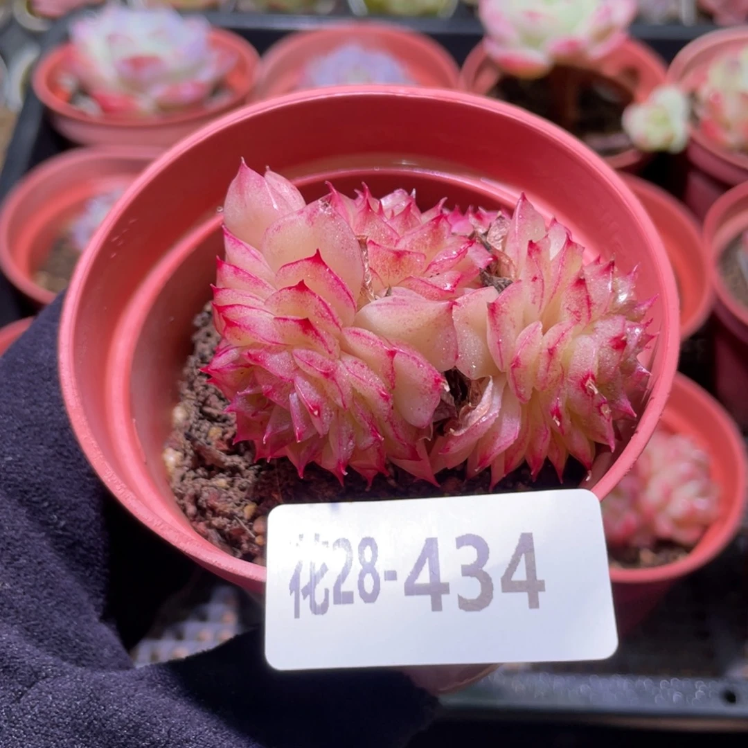 花利美28-434麦秆