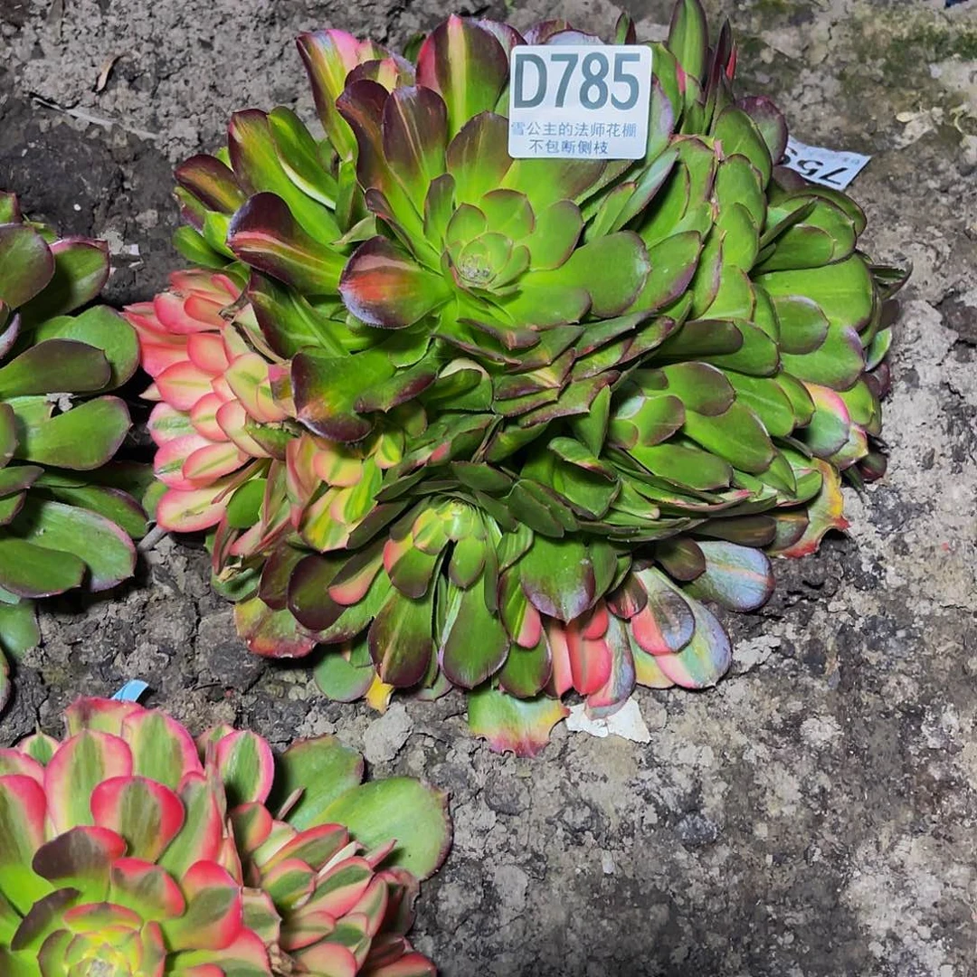 法师法师16–21包邮法师