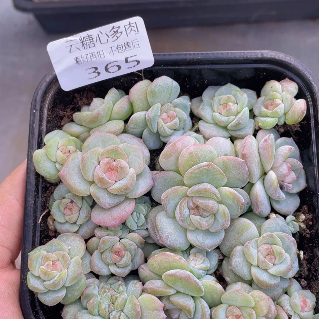 云糖心多肉植物365