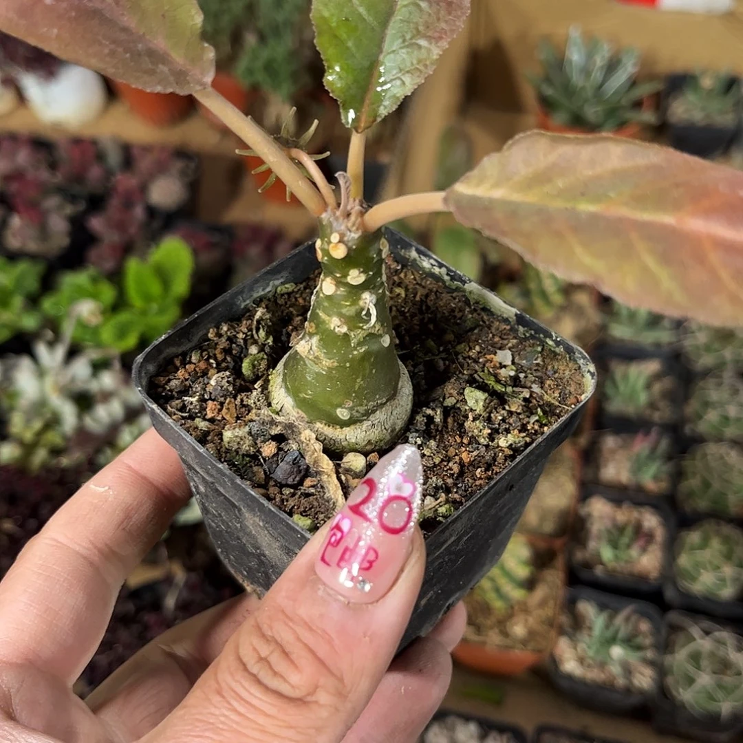 琉桑单头发货有根