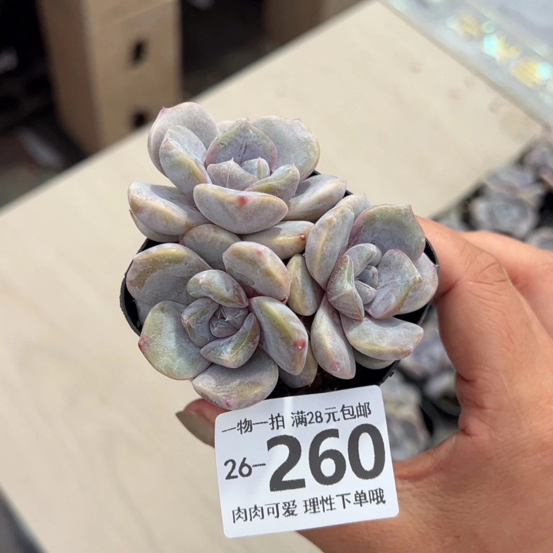 石化汉堡多肉多肉多肉多肉