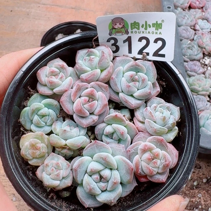 多肉植物多肉植物