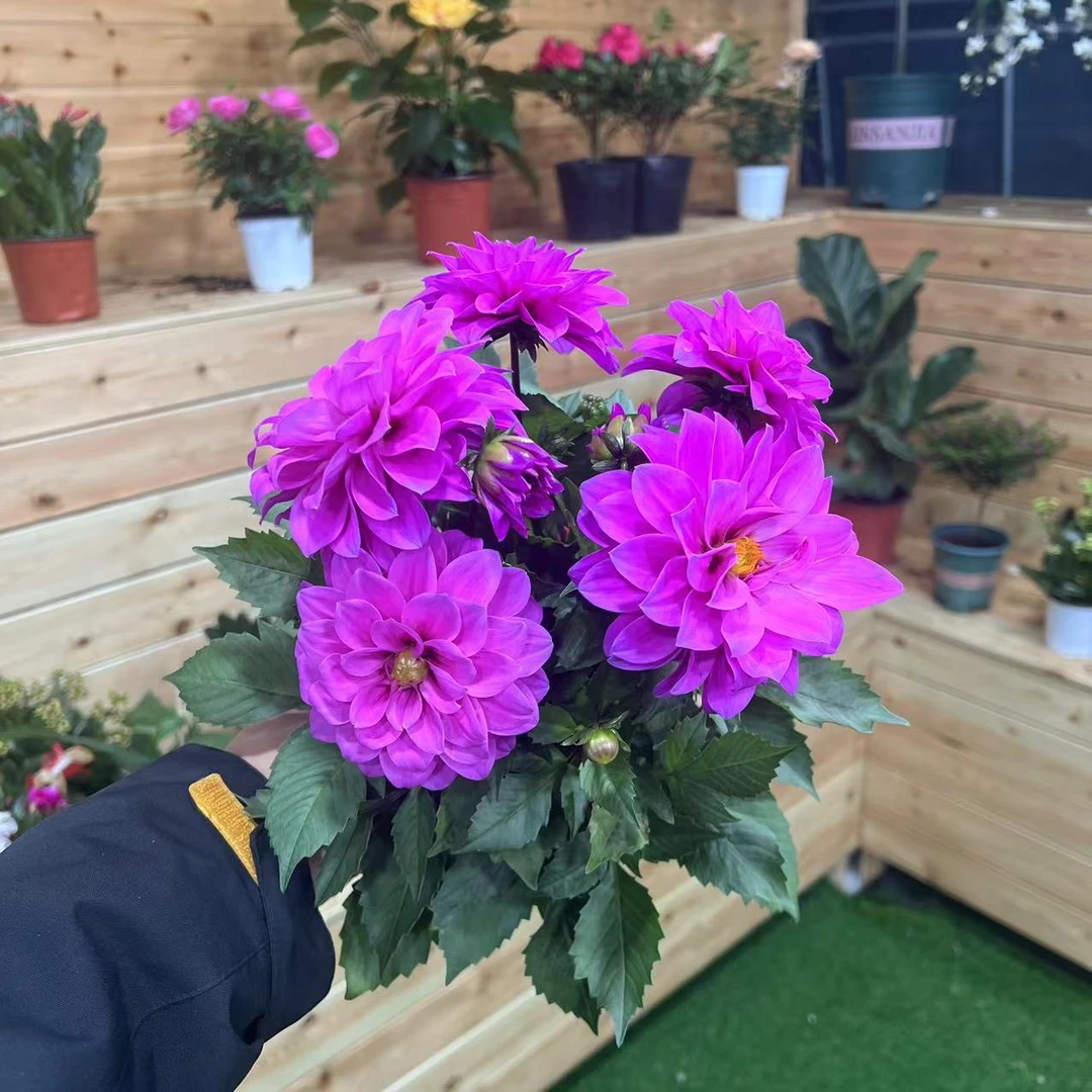 【胖胖】（紫罗兰）小丽花 带花带花苞发货