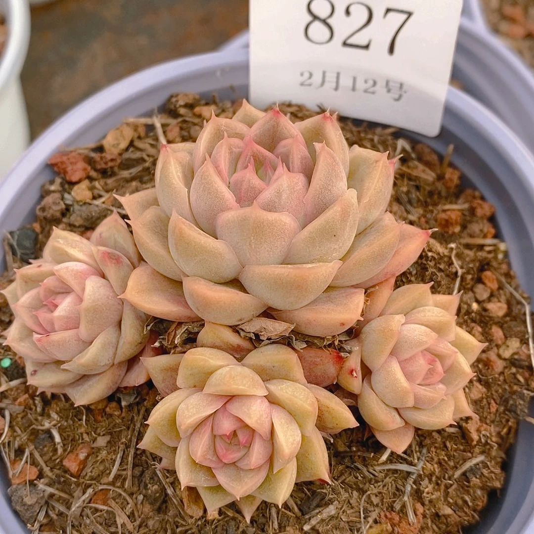 【闪购商品】云827