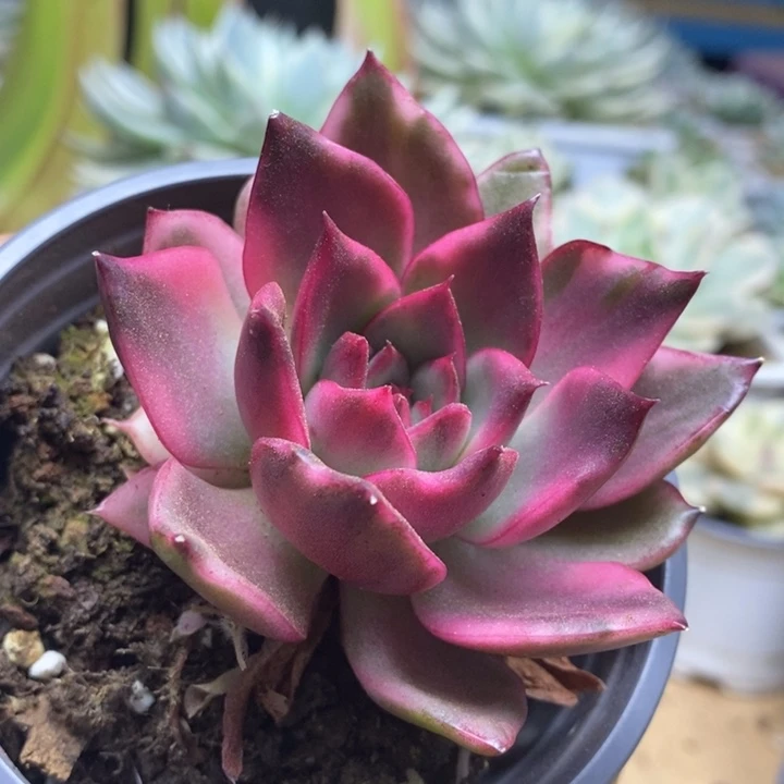 044野马锦锦锦锦锦锦