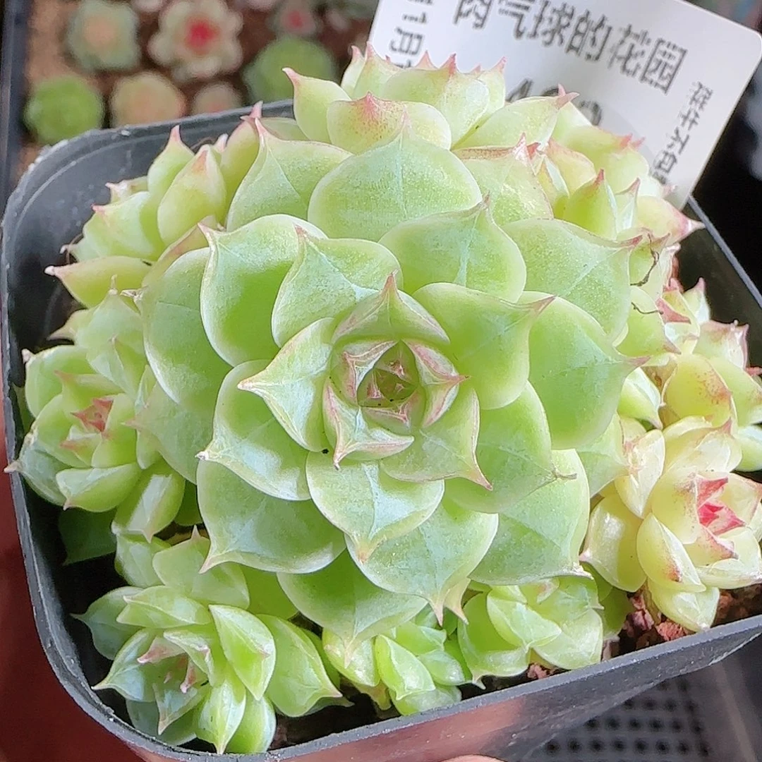 1101–-482麦秆优选不包整