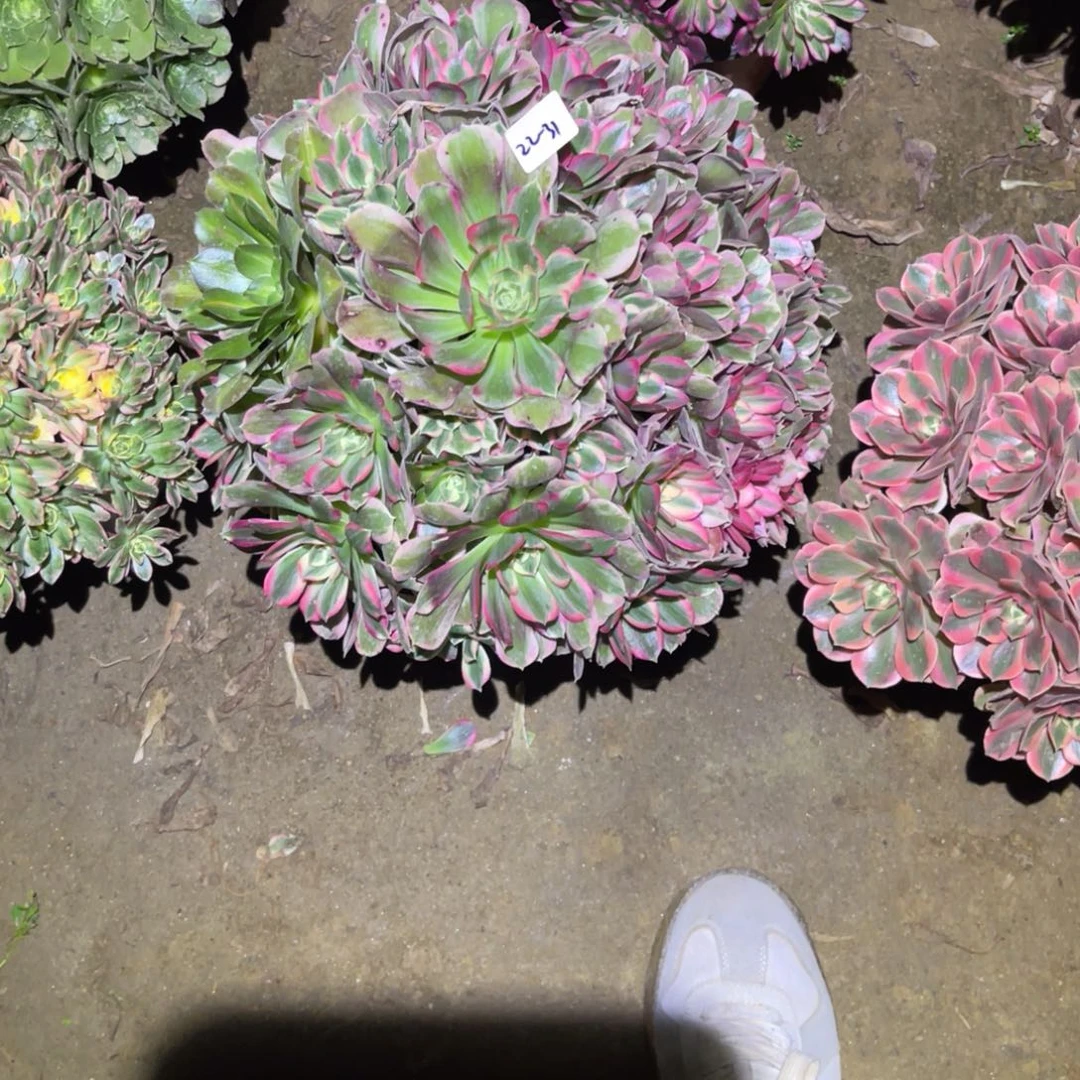 12-22-31男神法师锦