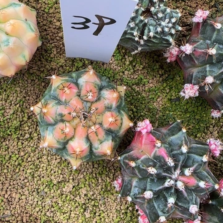 39-0207泰国发货多肉