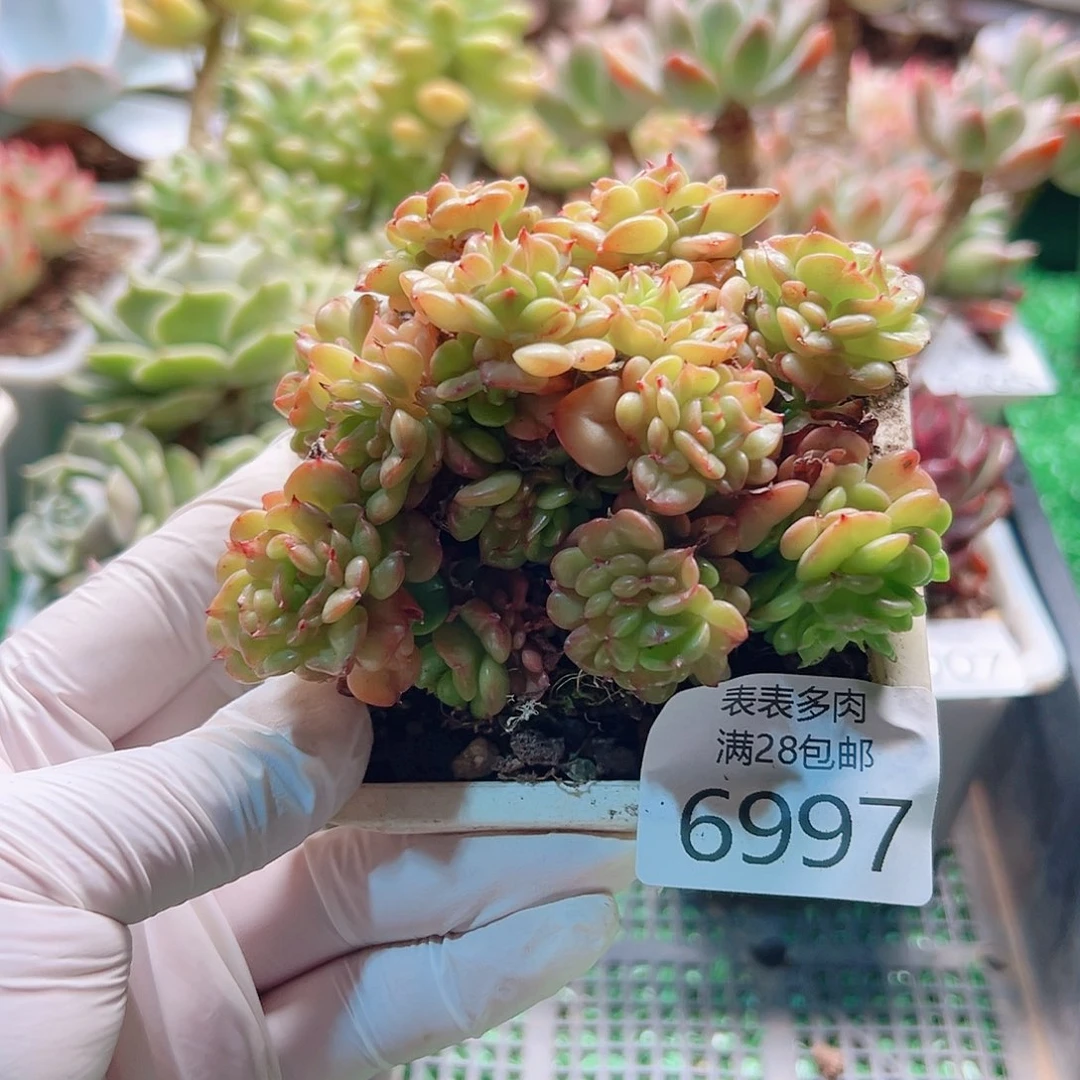 无花朵多肉一物一拍6997