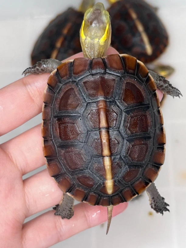 【有缘天下】超萌好物黄缘龟直播间挑选链接乌龟宠物龟