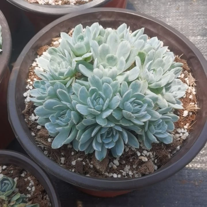 奶油贝瑞白覆轮锦