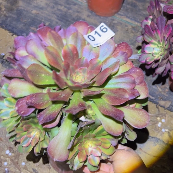 雅典纳多肉植物016