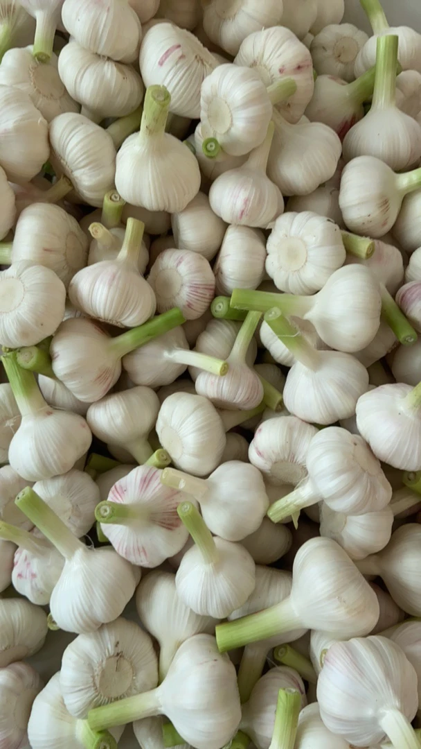 山东大蒜新鲜蒜新鲜大蒜头白皮蒜不带泥现剥山东新鲜湿大蒜糖醋蒜