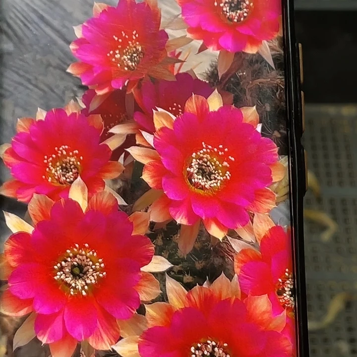 丽光环侧芽 歪 满20包邮4公分