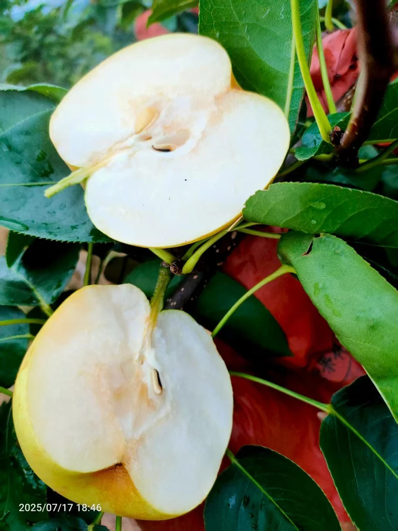 万州高山黄金梨脆甜多汁细腻化渣花脸梨4.5斤8斤包邮