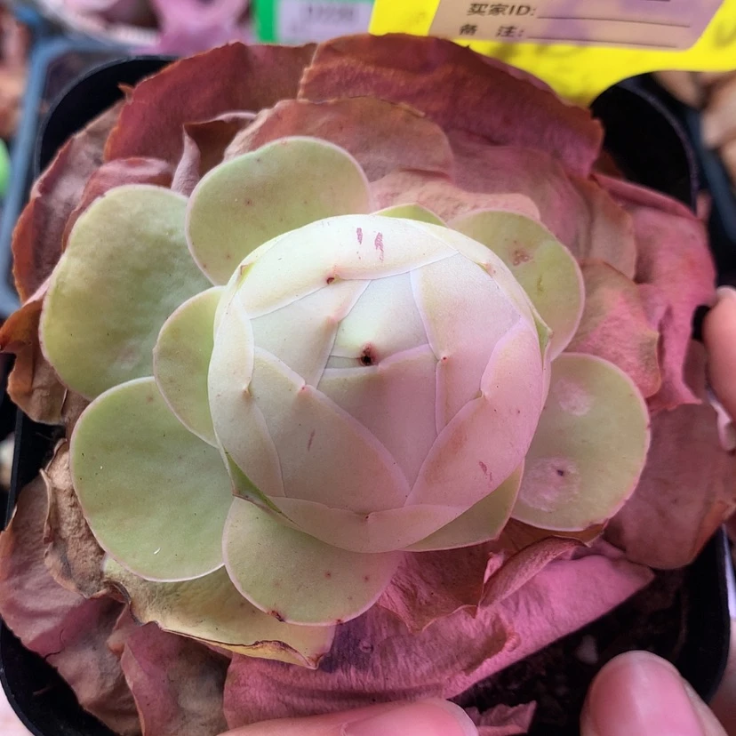 【闪购商品】姹紫嫣红562