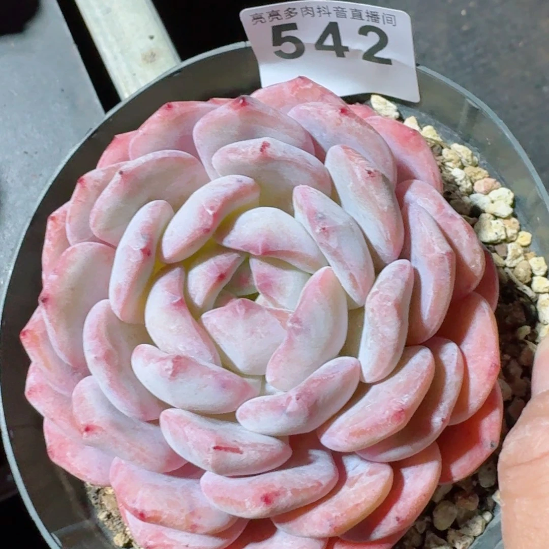 望*望橙子         精品多肉