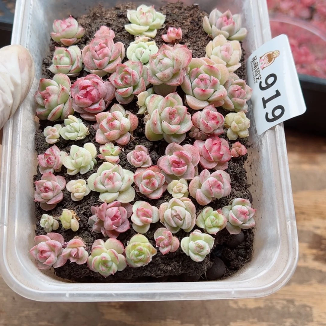 暖*?多肉植物多肉植物