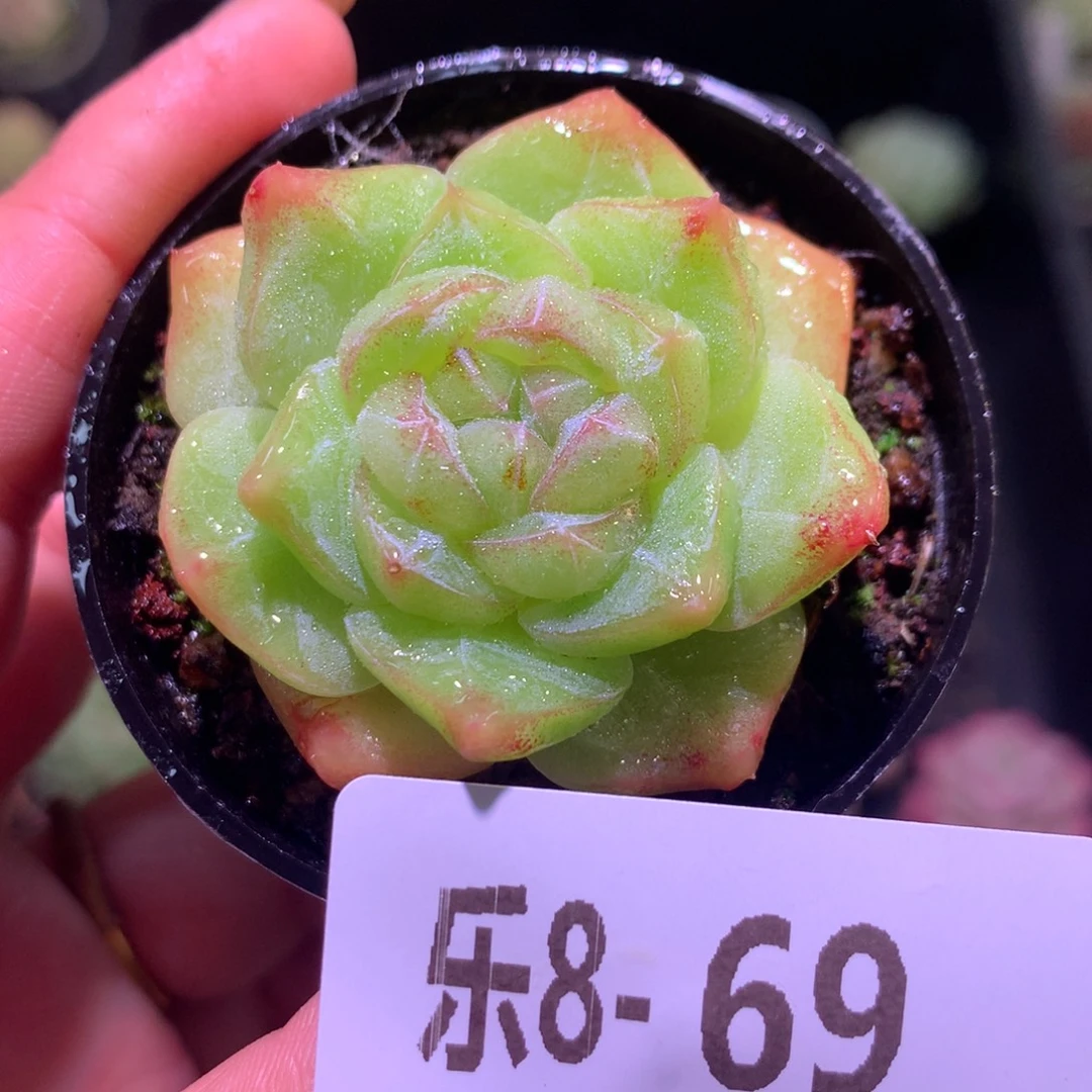 乐然 8-69 珍妮单头