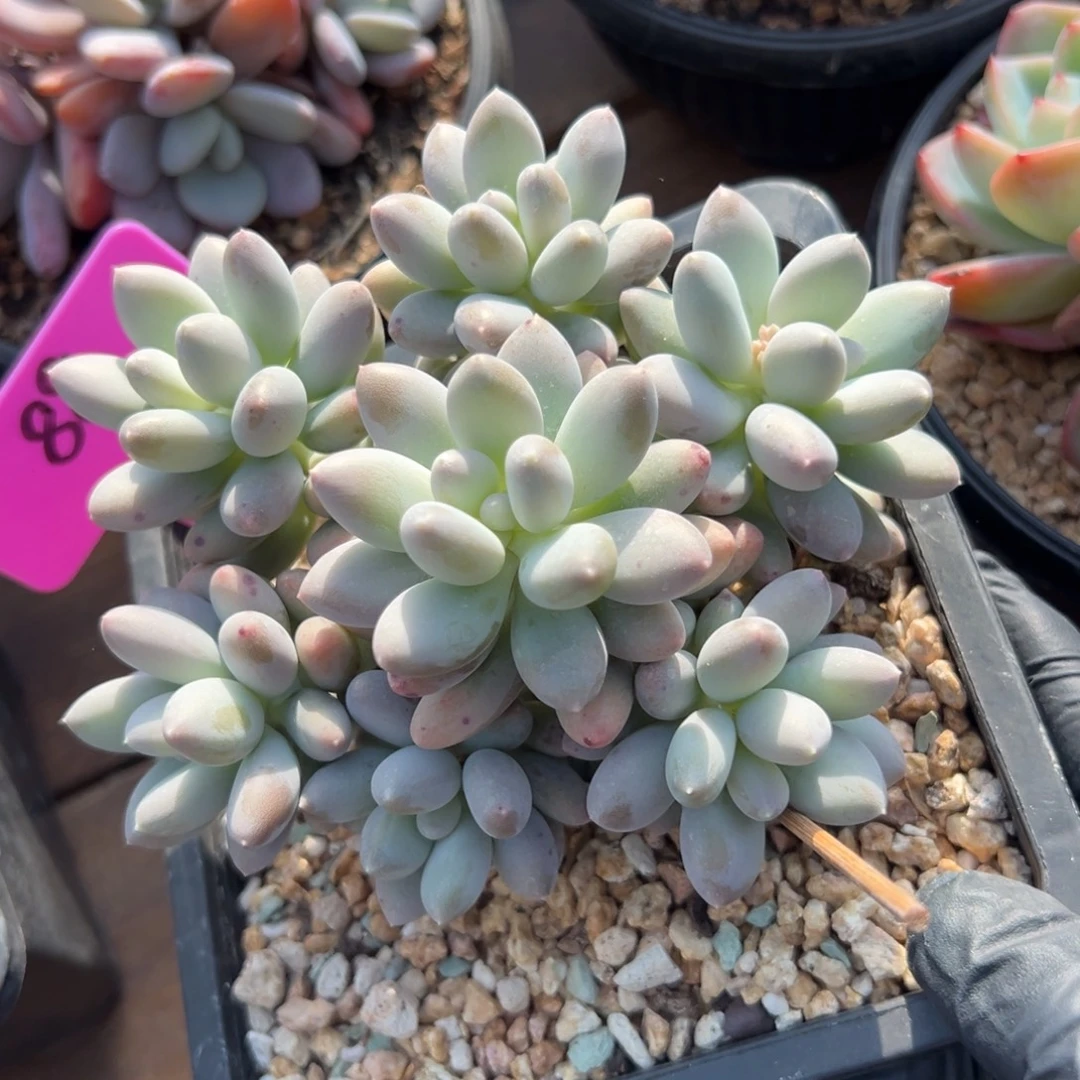 日月星辰111111111111111