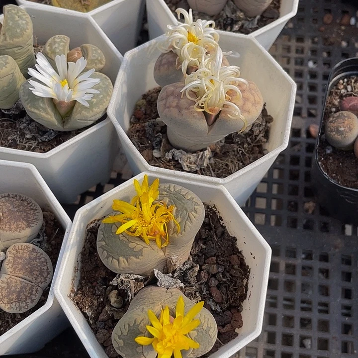 双头生石花带盆土发