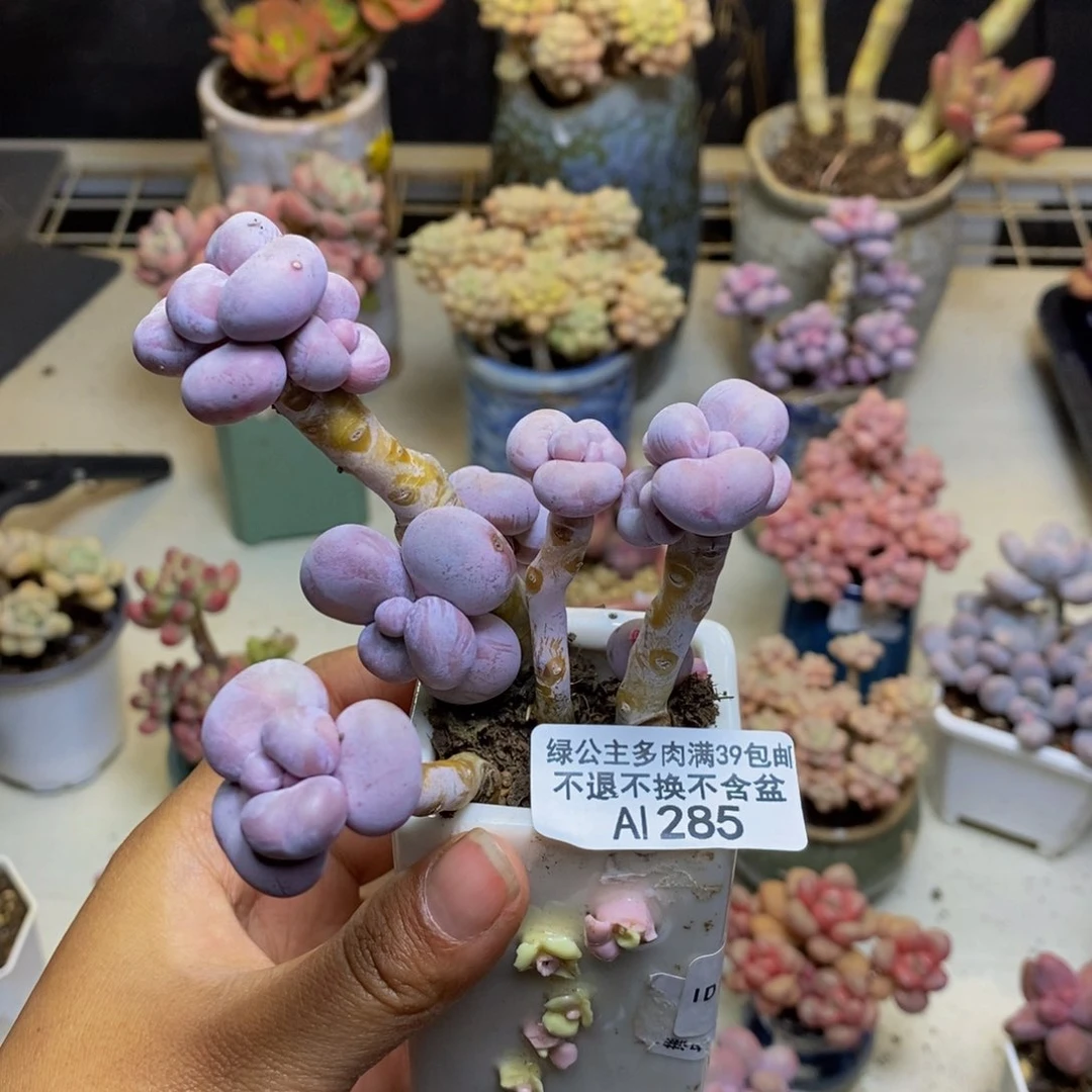 285芭比奶多肉7cm