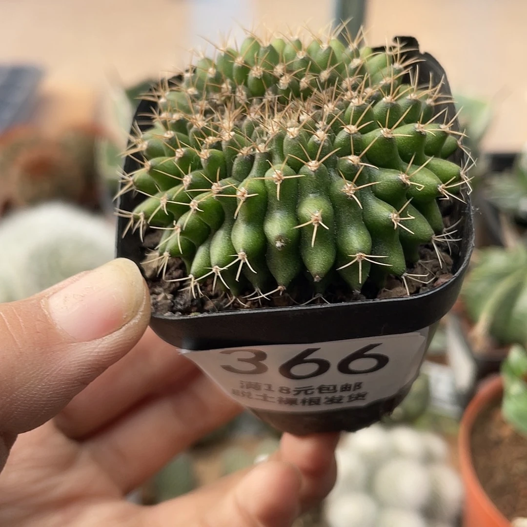 366脆翠凰冠仙人球植物（满18元包邮）