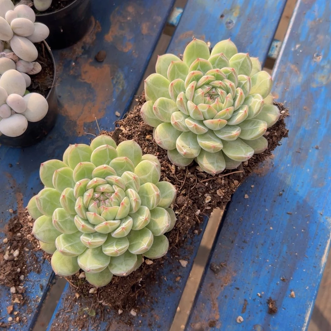 雪花珍妮母本好的很复古1）发挥发挥出