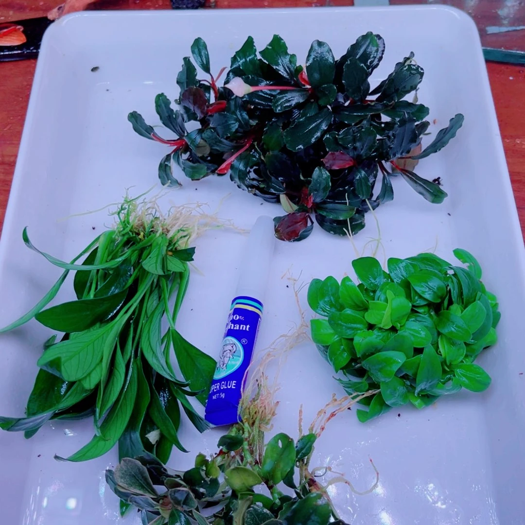 美小呆哇塞套餐一份
