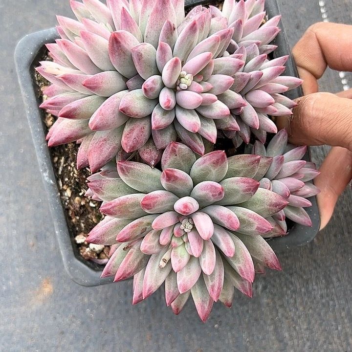 【闪购商品】流沙虞美人