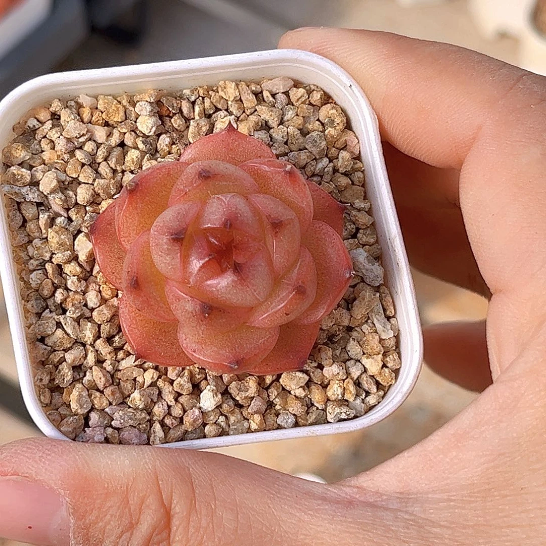 747 新品珍妮  满18包邮