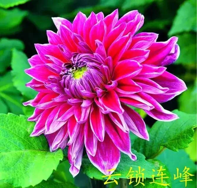 【云锁莲峰】甘肃丽源大丽花品种种球