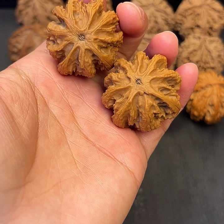 核桃秦岭突突突突突6