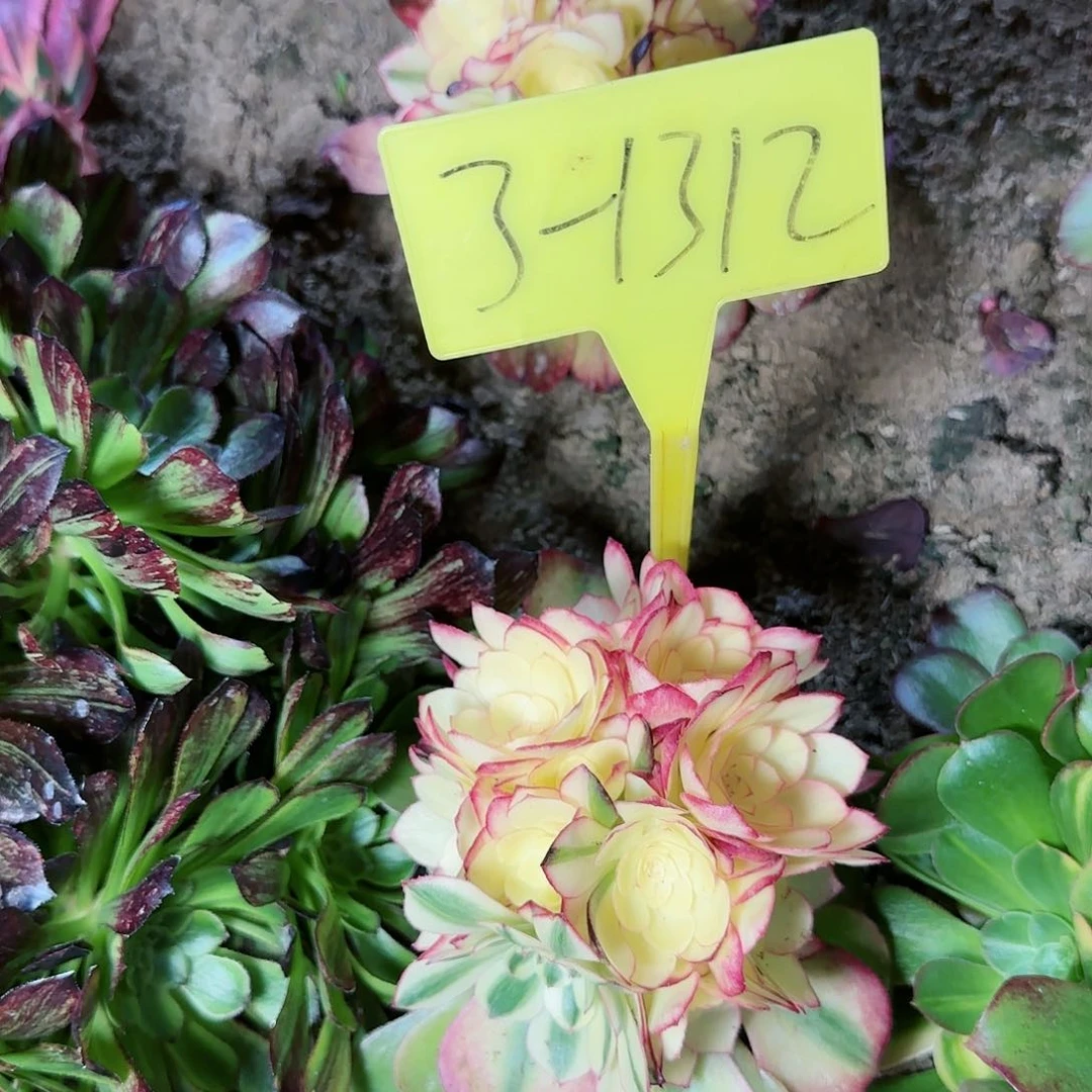 3-1312----多头多肉多