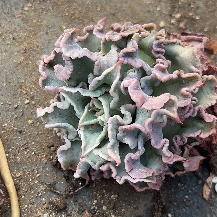 无花朵饺子皮。