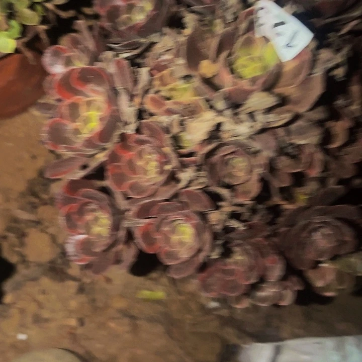 123水果糖多肉植物不售后