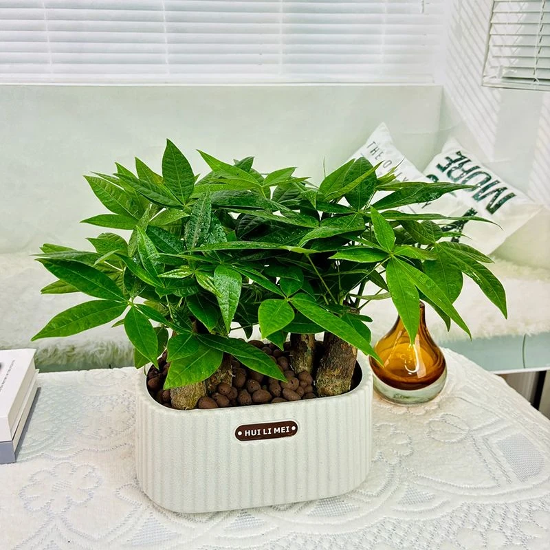 【品质家居】六杆发财树盆栽植物室内客厅绿植四季常青办
