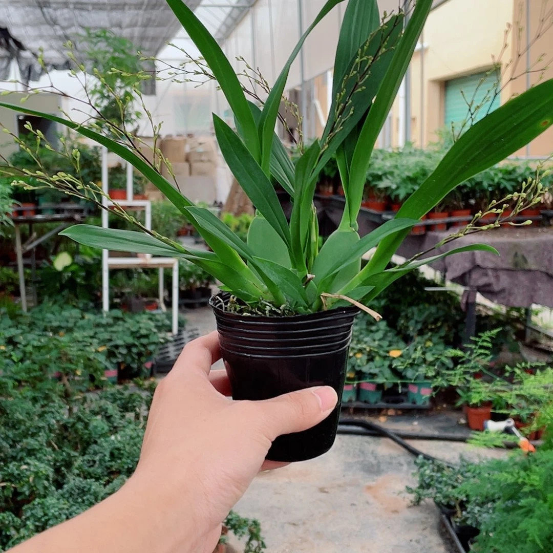 大部分花苞少量开放文心兰