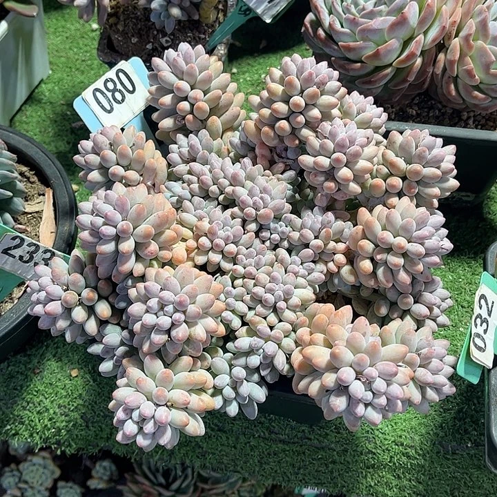 白***黑汤圆手指多肉植物保护080