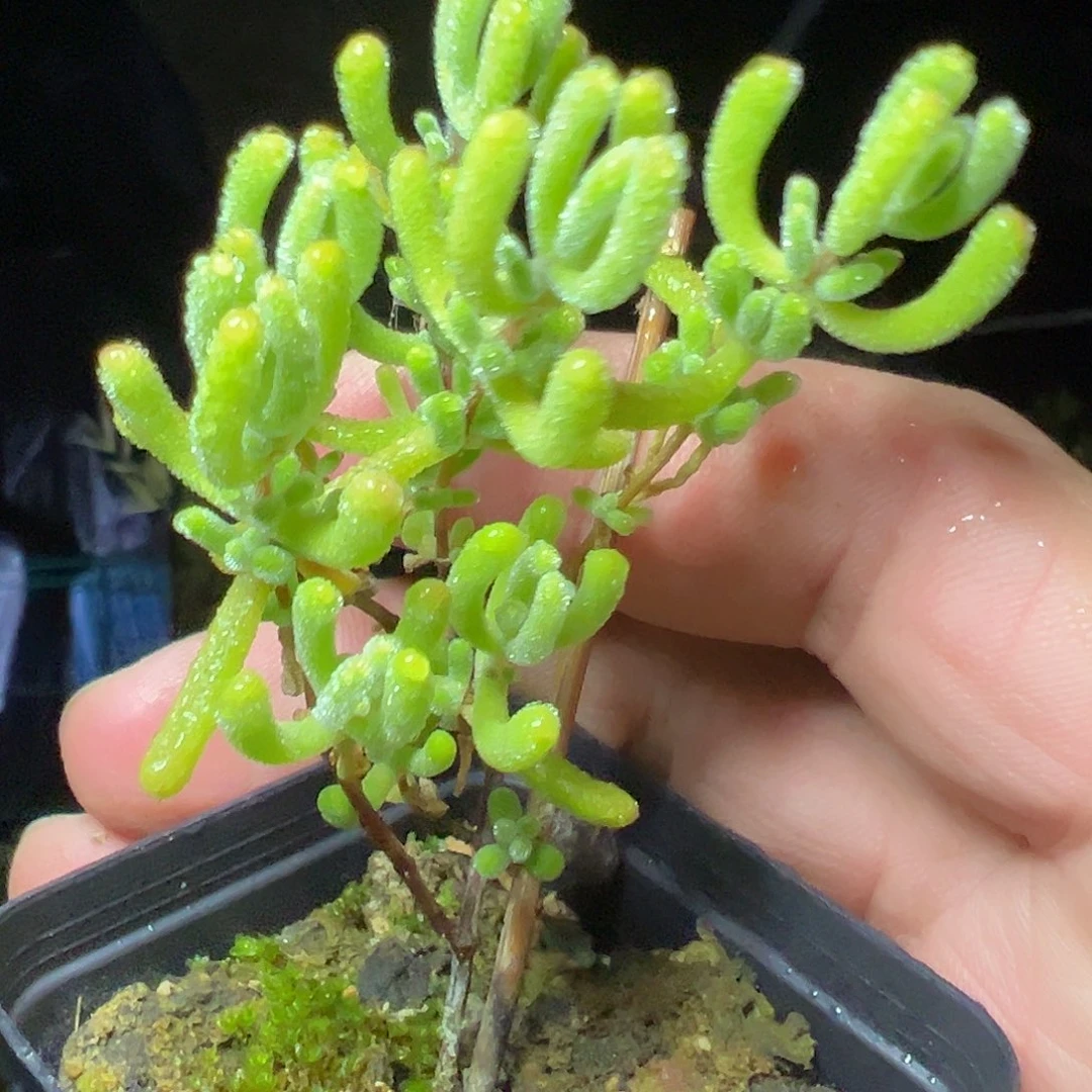 小心心锦55杯老桩福利