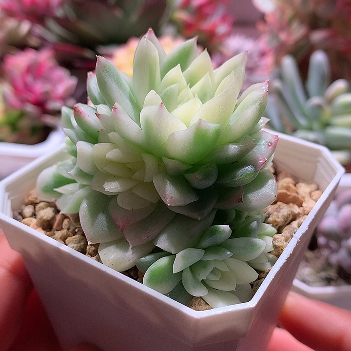 女王锦锦锦锦锦锦