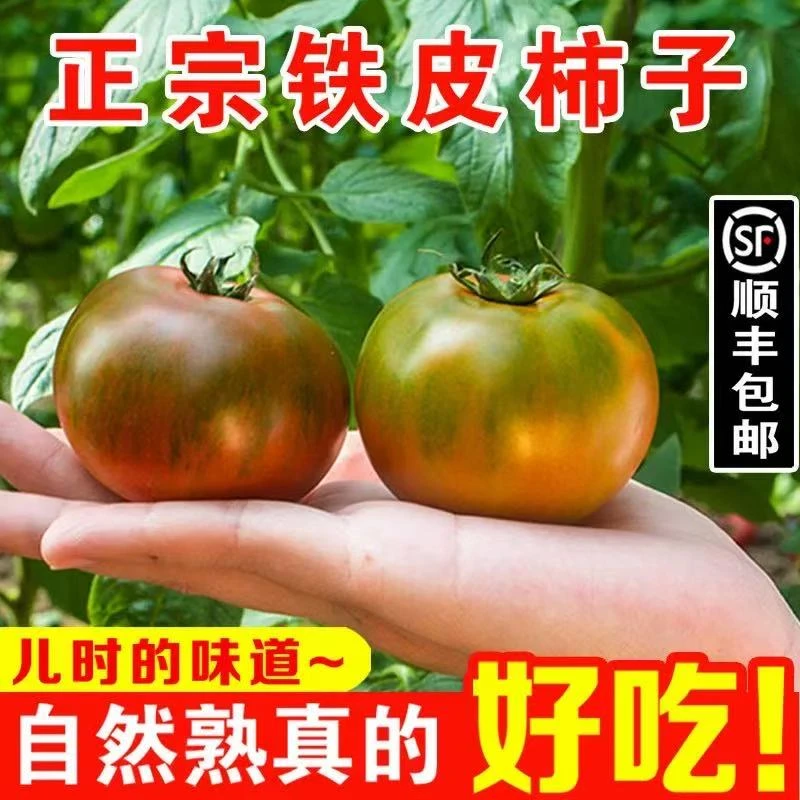 国庆活动！拍3斤发4-4.5斤精品中大果 草莓西红柿 铁皮西红柿 小时候味道 酸酸甜甜 基地直发辽宁省
