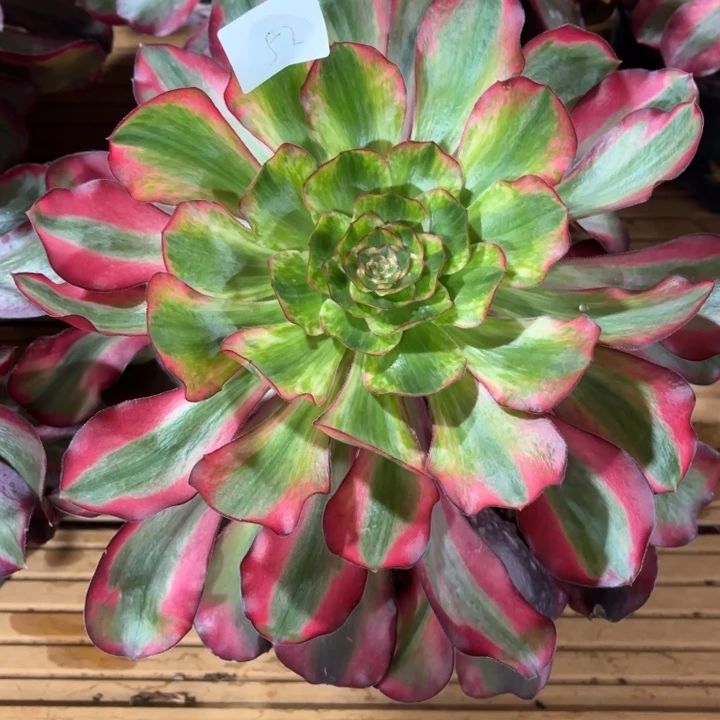 云南巫毒白好看52号