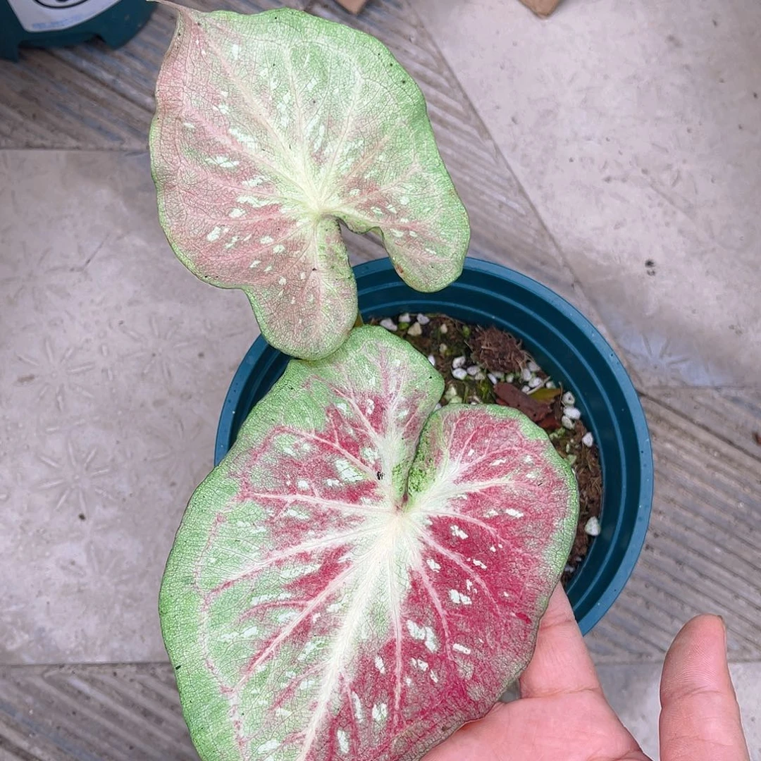 完全开放泰彩一物一拍49