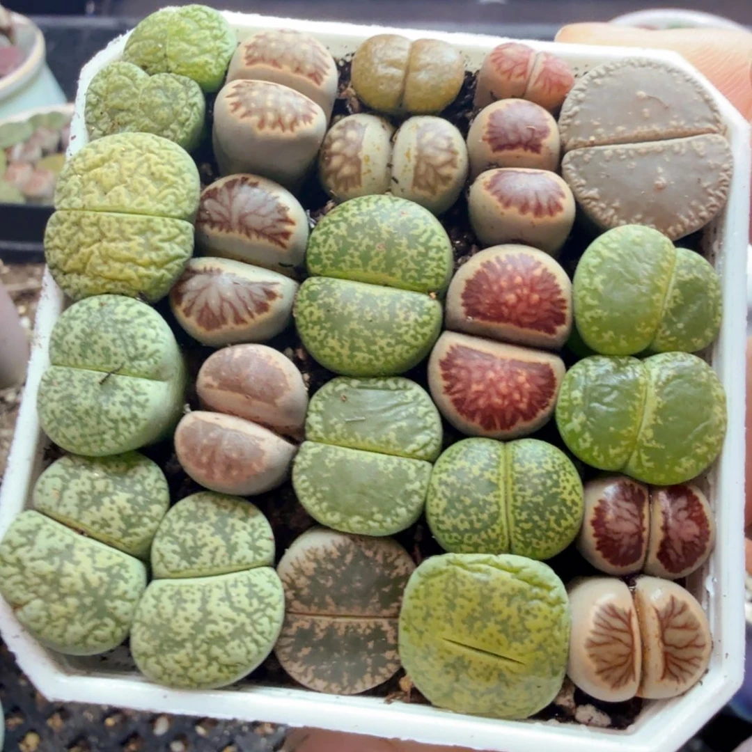 多肉植物的生长发育和生长998