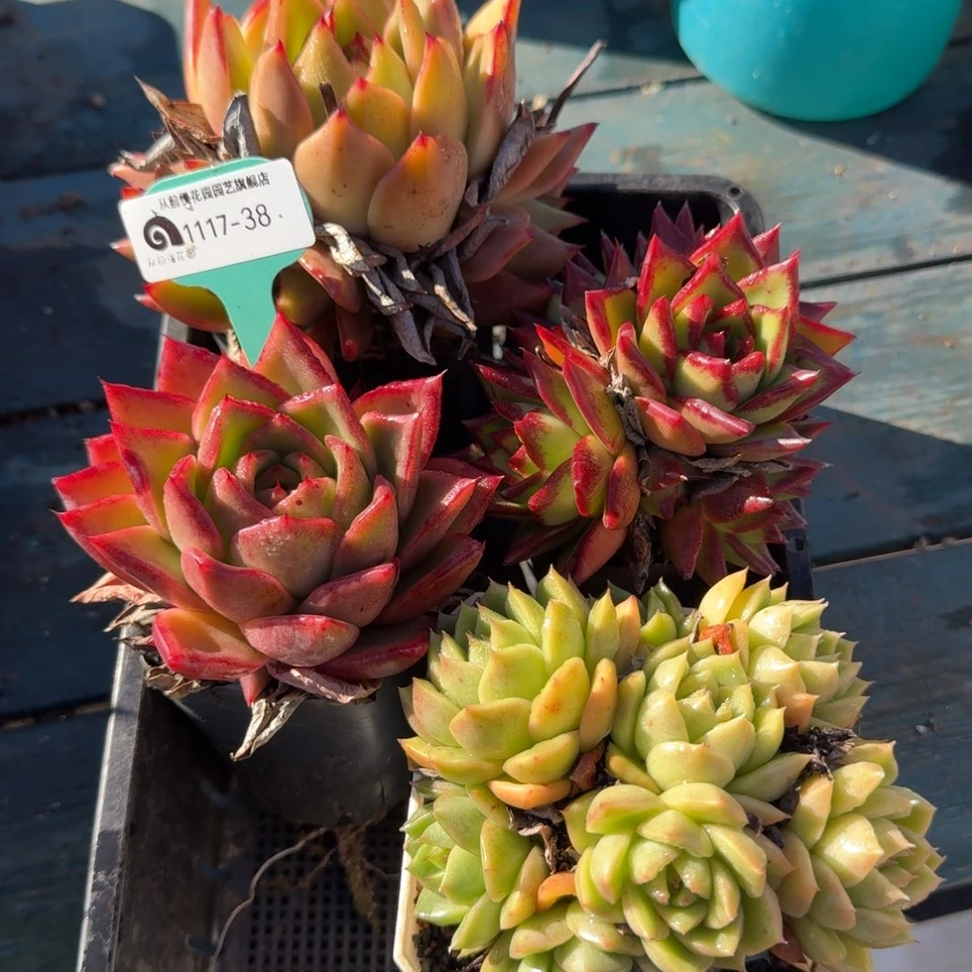 从前慢多肉精选编号1117.38