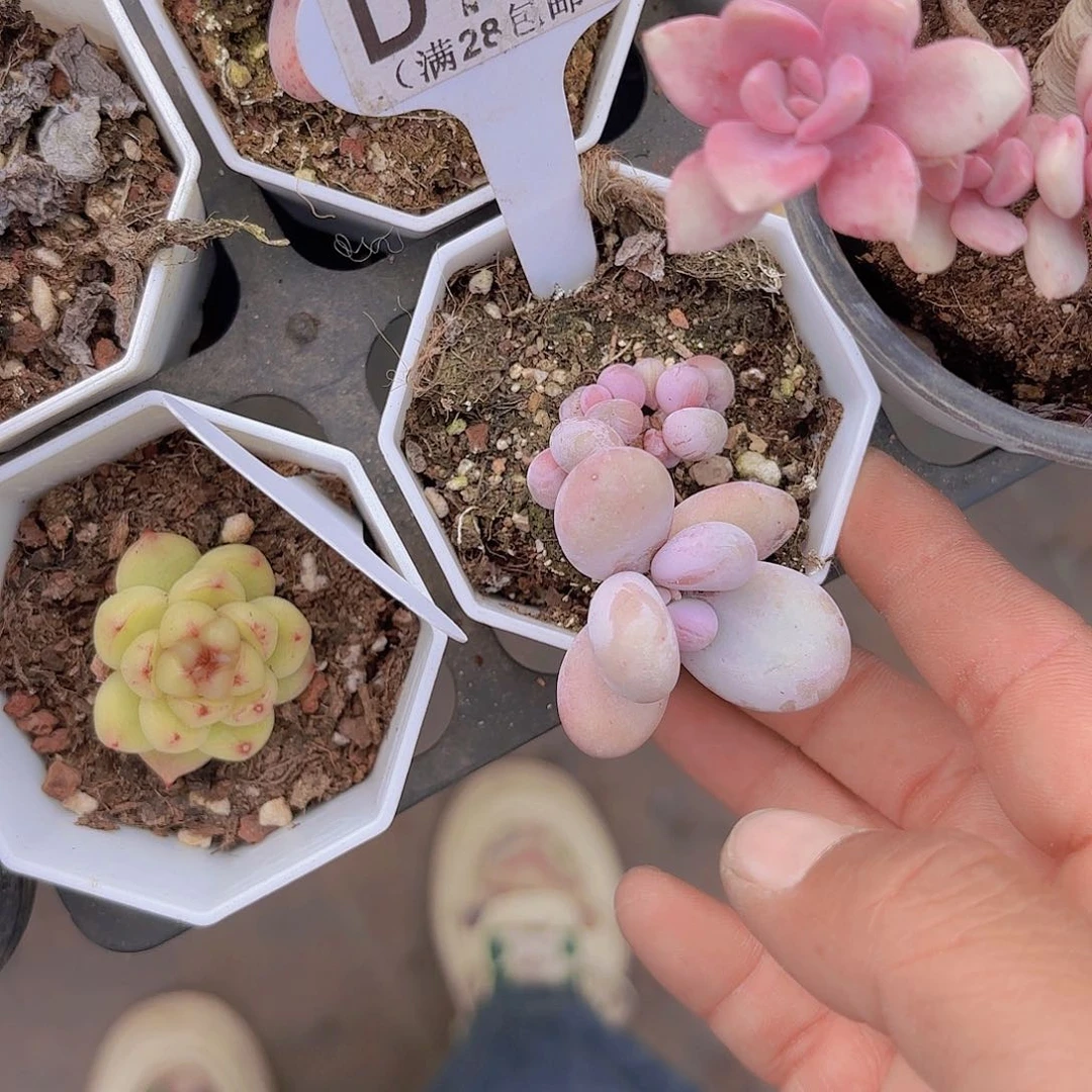 小***爱D758奶酪一物一拍