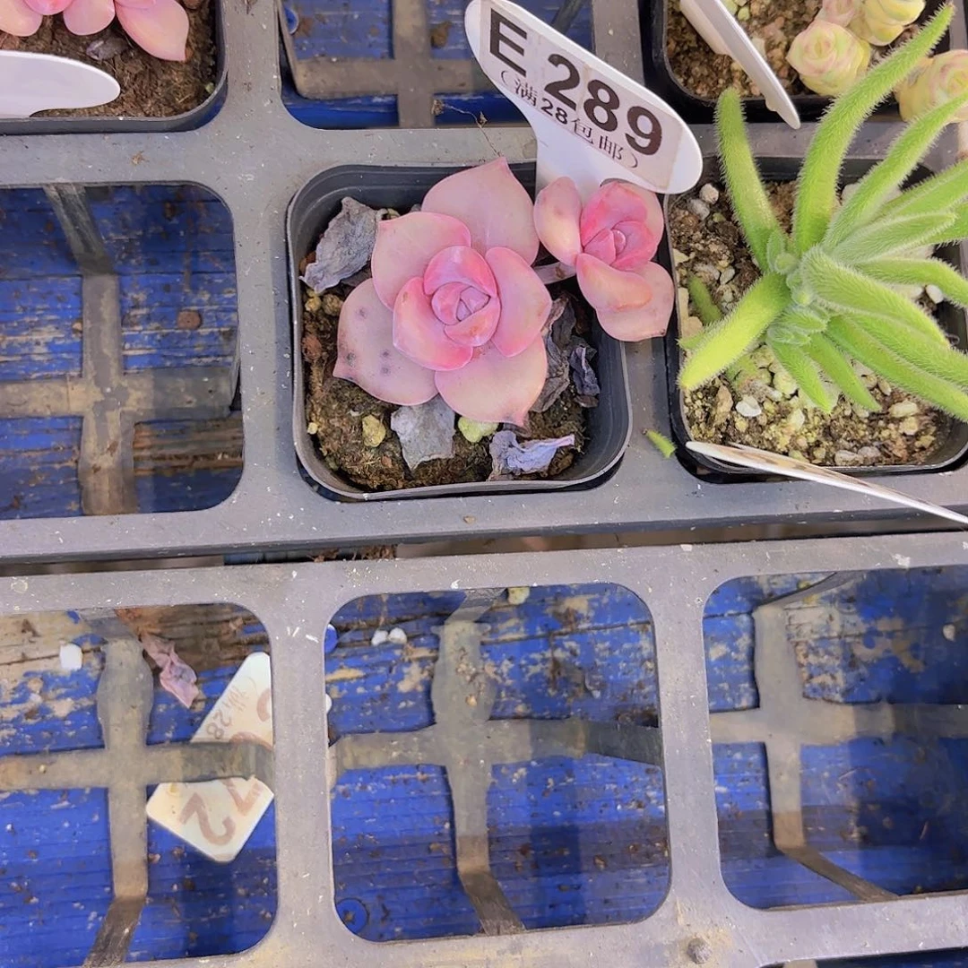 E289彩虹糖一物一拍